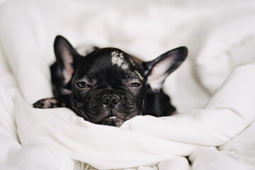 head of pretty black and white french bulldog puppy on the blanket on white bed.