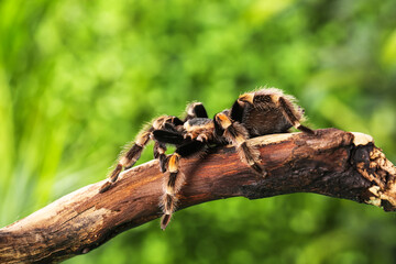 Scary tarantula spider on wooden branch in terrarium