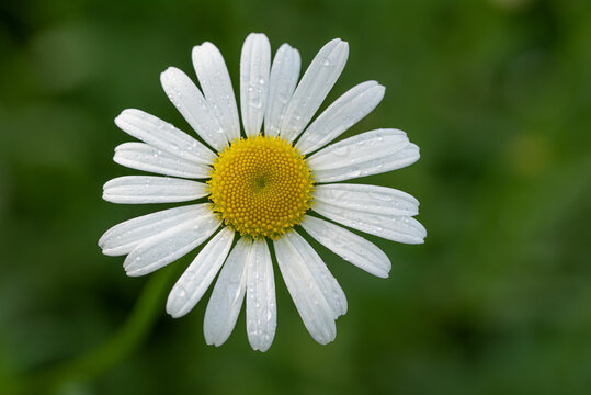 Daisy flower macro on green background