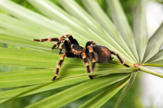 Scary tarantula spider on palm leaf outdoors
