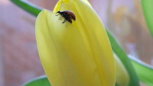 Ladybird climes up on the age of yellow tulip petals in the sunlight. Detailed macro image of a ladybug on a yellow tulip flower, selective focus, springtime