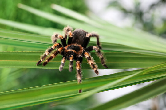Scary tarantula spider on palm leaf outdoors - Powered by Adobe