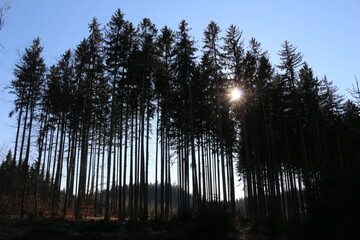 針葉樹からのぞく太陽