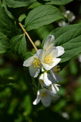 sprig of fragrant mock orange with white flowers