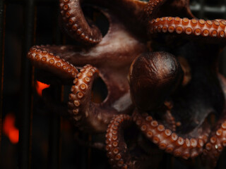 Macro shot. Octopus on the grill. Ocean clam. Useful product, exotic dish. Sea food. Restaurant, hotel, banquet. Restaurant cuisine recipes. Cookbook. Advertising, banner.
