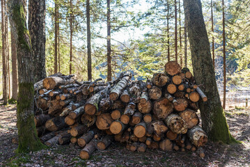 Stack of firewood in forest on a sunny spring day.