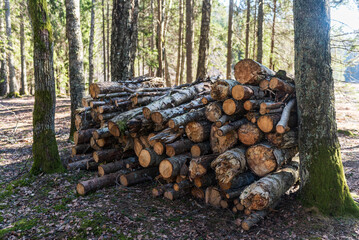 Stack of firewood in forest on a sunny spring day.