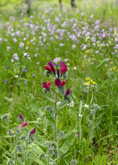 Beautiful burgundy wild flower in the field