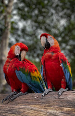 blue and yellow macaw