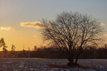 A tree without leaves against a forest and a golden sunset