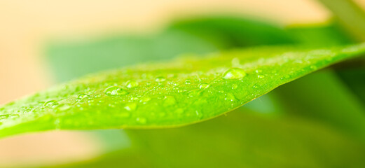water drops on a green leaf