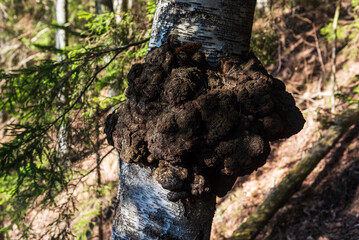 Birch tree trunk with big burl in sunny spring day, Ivande, Latvia.