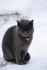 cat on snow