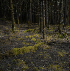 Morning light falls on a green, moss-covered forest floor.