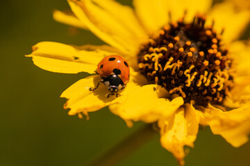 Naklejka premium lady bug