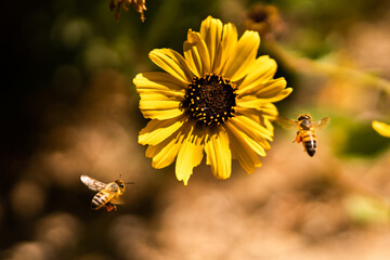 flying bees on yellow flower