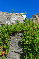 Essbare Mittagsblume (Carpobrotus edulis)	