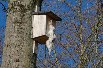 nesting box on tree with wool