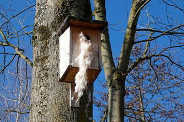 nesting box on tree with wool