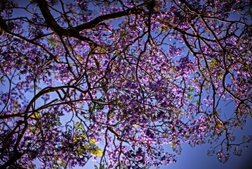 Jacarandá florecido