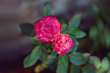 Close-up de rosa pequeña