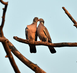 Birds kissing each other.Columba palumbus