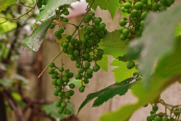 Racimos de uvas verdes