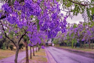 Jacarandá florecido un día lluvioso