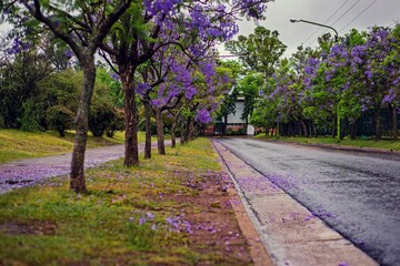 Camino de Jacarandá florecido un día lluvioso