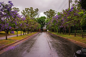 Camino de Jacarandá florecido un día lluvioso