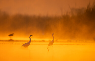birds in the morning