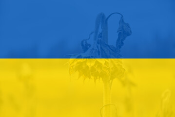 Withered sunflower on the field in late October and Ukrainian flag concept