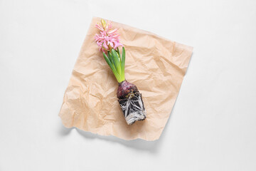 Parchment with hyacinth seedling on white background