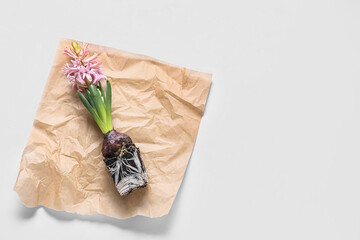 Parchment with hyacinth seedling on white background