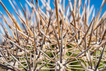 Thick Spines On The Top of A Young Saguaro