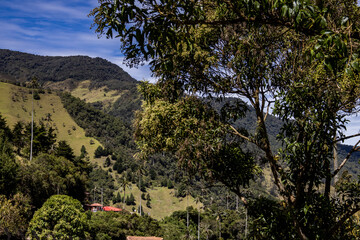 View of the beautiful cloud forest and the Quindio Wax Palms at the Cocora Valley located in Salento in the Quindio region in Colombia.