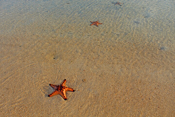 Three Starfishes on the sand and calm sea with small rippling waves