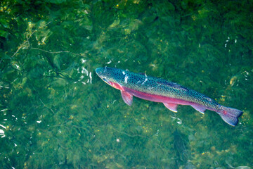 Fototapeta premium Rainbow trout swimming in clear waters