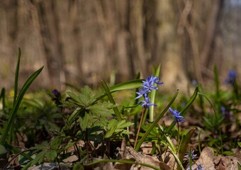 squill plant with tender blue flowers in a forest meadow, light and shadow play, green ecotourism and nature wonder concept, seasonal awaken ecosystem, blurred background, symbol of spring
