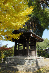 日野誕生院　鐘楼と銀杏の黄葉　京都市伏見区