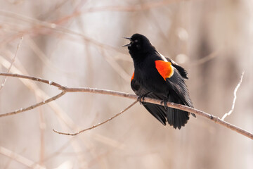 The red-winged blackbird (Agelaius phoeniceus) 