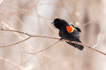 The red-winged blackbird (Agelaius phoeniceus) 