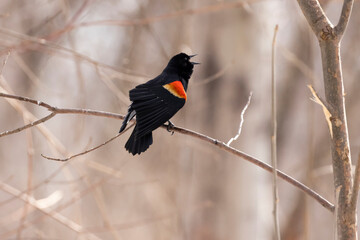 The red-winged blackbird (Agelaius phoeniceus) 