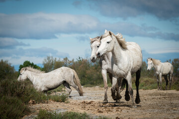 Herd of white horses are taking time on the beach. Image taken in Camargue, France. - obrazy, fototapety, plakaty