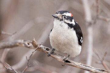  downy woodpecker (Dryobates pubescens) 