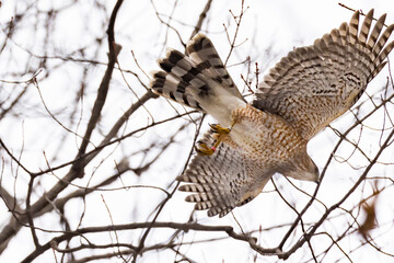 Cooper's hawk (Accipiter cooperii) in spring