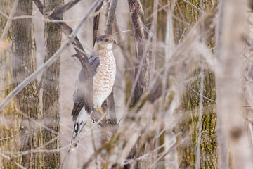 Cooper's hawk (Accipiter cooperii) in spring