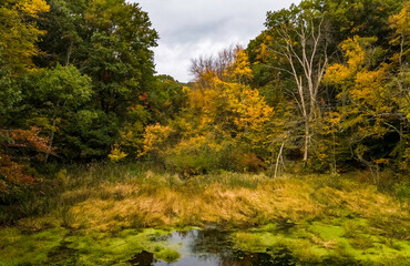 Edge of the woods in Autumn 