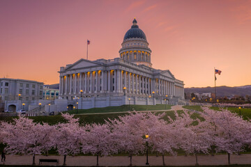 Utah Capitol Cherry Blossoms - obrazy, fototapety, plakaty