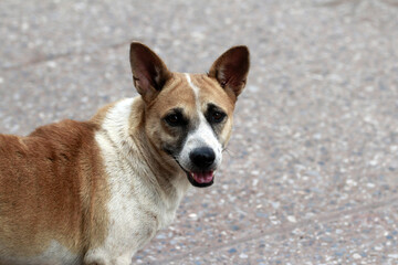 portraits of an old  homeless dog